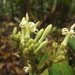 Parsonsia longiflora - Photo (c) hervevan, μερικά δικαιώματα διατηρούνται (CC BY-NC)