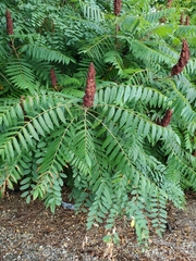 Rhus typhina