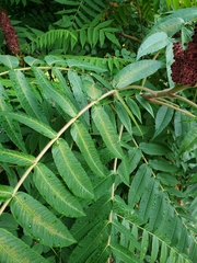 Rhus typhina