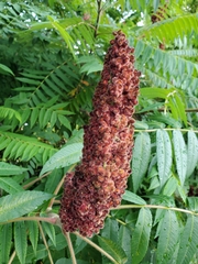 Rhus typhina