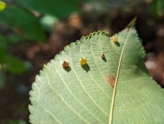 Caryomyia conoidea