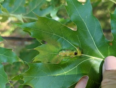 Callirhytis pigra