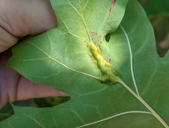 Callirhytis pigra