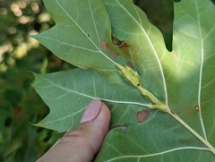 Callirhytis pigra