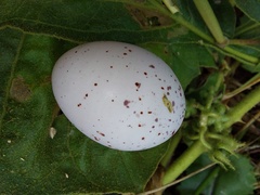 Hydropsalis maculicaudus