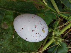 Hydropsalis maculicaudus