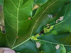 Callirhytis pigra