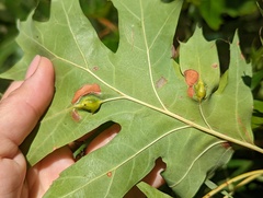 Callirhytis pigra