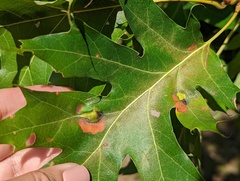 Callirhytis pigra