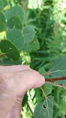 Eriophyes diversipunctatus