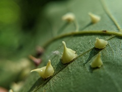 Caryomyia sanguinolenta