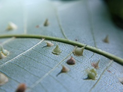 Caryomyia sanguinolenta