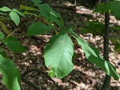 Caryomyia sanguinolenta