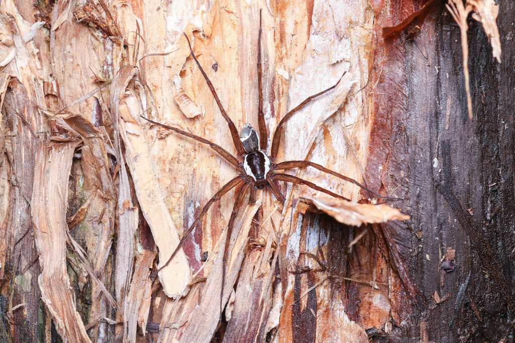 Dolomedes albicomus