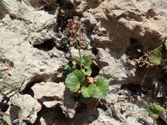 Telesonix heucheriformis