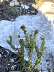Adenandra obtusata