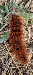 Phyllalia patens