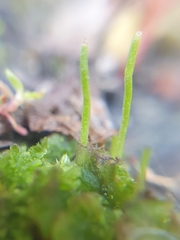 Anthoceros punctatus