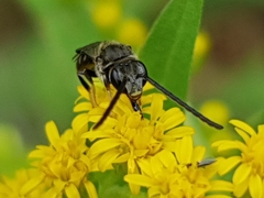 Anthophila