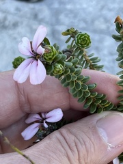 Adenandra obtusata