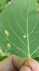 Aceria varia