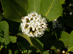 Aegiceras corniculatum