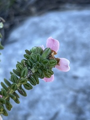 Adenandra obtusata