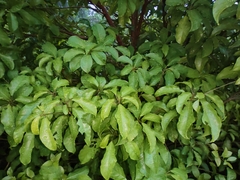 Heteropanax fragrans