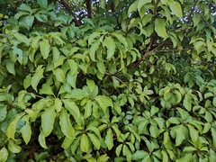 Heteropanax fragrans