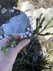 Adenandra obtusata