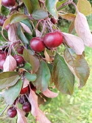 Malus floribunda