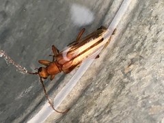 Ortholeptura valida