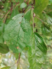 Malus floribunda