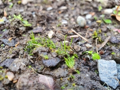Anthoceros punctatus