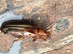 Ortholeptura valida