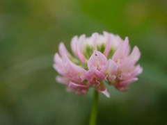 Trifolium hybridum