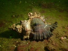 Chicoreus torrefactus
