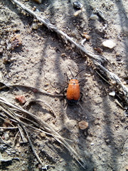 Theone silphoides