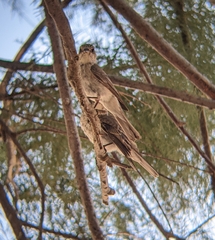 Muscicapa striata balearica