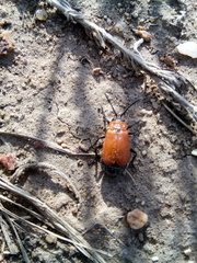 Theone silphoides