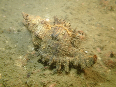 Chicoreus torrefactus