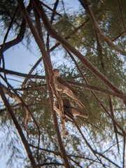 Muscicapa striata balearica