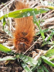 Phyllalia patens