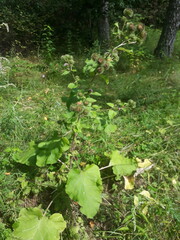 Arctium nemorosum