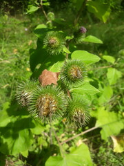 Arctium nemorosum