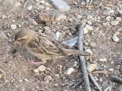 Passer domesticus