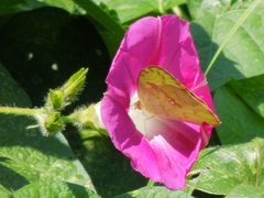 Ipomoea purpurea