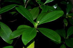 Psychotria cardiochlamys