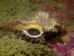 Chicoreus torrefactus