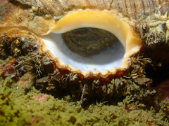 Chicoreus torrefactus